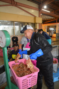 操業期間前年の半分 漁獲量上限に到達 毛ガニ籠漁操業終了