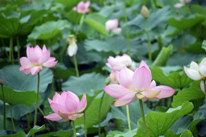 鶴の湯温泉庭園にハス 淡いピンクの 大輪咲き誇る　安平