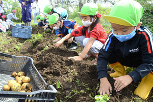 「ジャガイモあった」 勇払幼稚園　園児が収穫体験