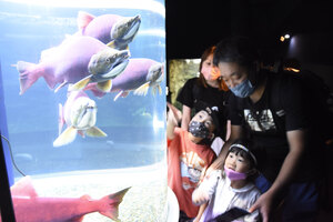 赤く発色、ベニザケ展示 サケのふるさと千歳水族館