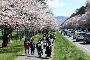 二十間道路サクラ満開<br />
しずない桜まつり開幕