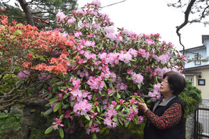シャクナゲとツツジ 並んで咲き誇る<br />
宮の森町の吉村さん宅で見頃