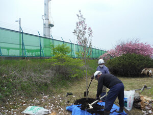 「来年もきれいに咲かせて」 ヤエザクラの老木を植え替え 出光興産 北海道製油所