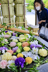 色とりどりの花楽しんで 樽前山神社で花手水