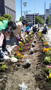 中心市街地をきれいに ガーデンフェスタ見据え花植え 苫小牧駅周辺 