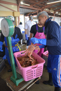 毛ガニ籠漁　好スタート　苫漁協<br />
初日４.１６トン　最高値は２割以上高く