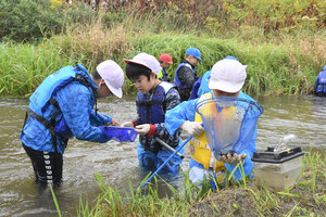 ２年ぶりに川の学習 澄川小３年児童　小糸魚川で生き物調査