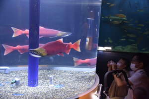 千歳水族館でベニザケ展示 深紅の魚体　悠然と