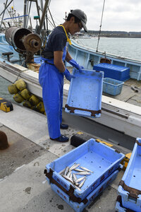 シシャモ記録的不漁　漁獲量わずか６４キロ　昨夏の海水温の高さ要因か　むかわ