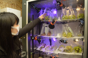 「高湿度冷蔵庫」で技術確立へ実証試験<br />
苫小牧
