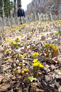 早春に黄色い花、フクジュソウ<br />
北大苫小牧研究林