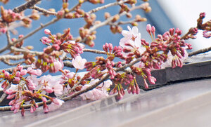 エゾヤマザクラ かれんに咲く 昨年より５日早く 本町三条通り沿い