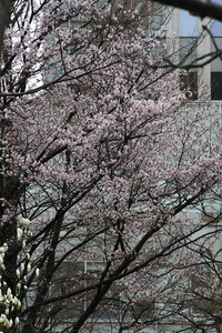 最速で桜前線 道都・札幌に到着 気象台敷地内の標本木確認