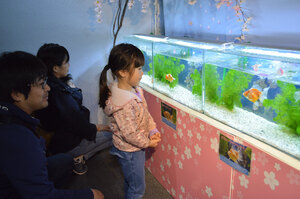 「水の中にも桜舞う」魚の特別展示開幕　サケのふるさと千歳水族館