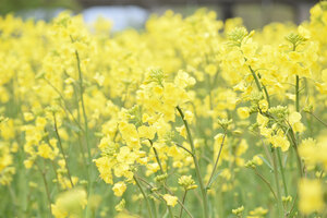 黄色の絶景 楽しんで 菜の花シーズン到来　今週末にも見頃  　安平