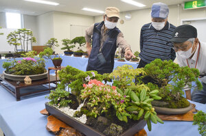 大小さまざま 盆栽に親しみを 「ちょこ盆の会」初の展示会