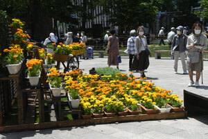 初夏の街頭彩り豊かに 季節の風物詩イベント開幕 花フェスタ札幌にぎわう会場 