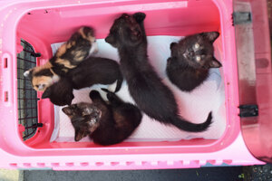 児童センターで子猫１０匹、苫小牧市「動物遺棄は犯罪」