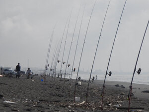 サケ釣りシーズン到来、海岸にさお林立　苫小牧