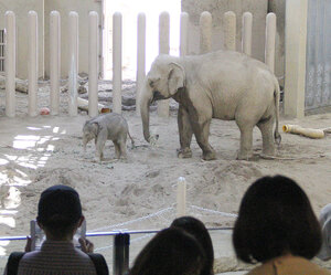 ゾウの赤ちゃんお披露目 円山動物園