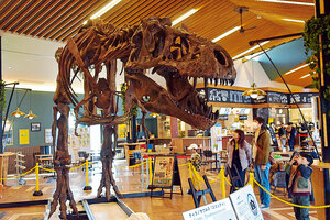 全長１２・５メートル、迫力満点 あびらＤ５１ ティラノサウルス出現　　安平