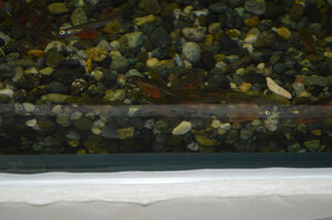 サケの赤ちゃんすくすく 千歳水族館　水中観察ゾーン