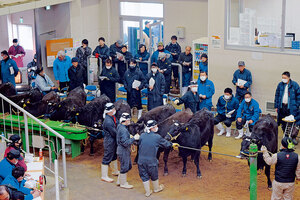 肉牛の初競りに活気 ホクレン南北海道家畜市場
