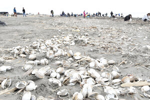 苫小牧保健所 注意呼び掛け 食べないで！ 浜厚真海浜公園に 大量のホッキ貝