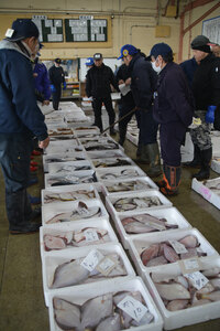 クロガレイ今が旬 苫小牧沿岸で刺し網漁ピーク 漁獲高前年比２４％増